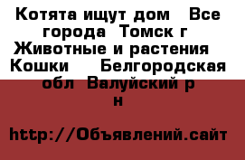 Котята ищут дом - Все города, Томск г. Животные и растения » Кошки   . Белгородская обл.,Валуйский р-н